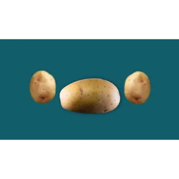 potato (24)-8271338-86649.webp